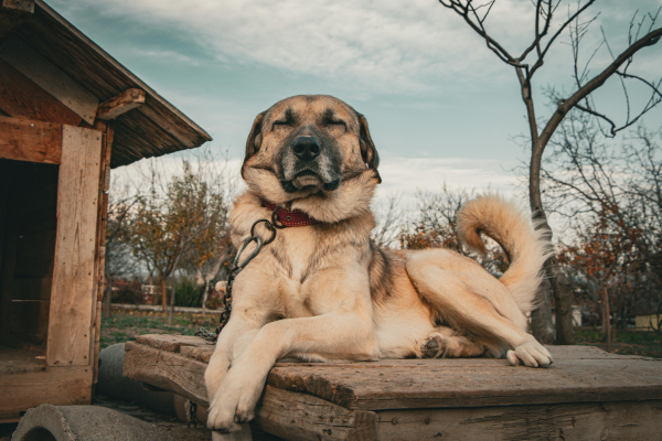 Kangal